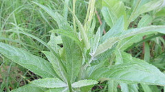 Jacobaea paludosa lanata