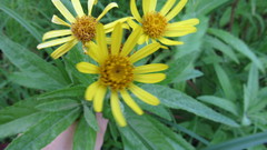 Jacobaea paludosa lanata