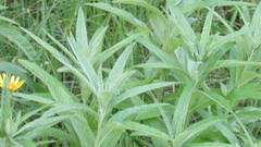 Jacobaea paludosa lanata