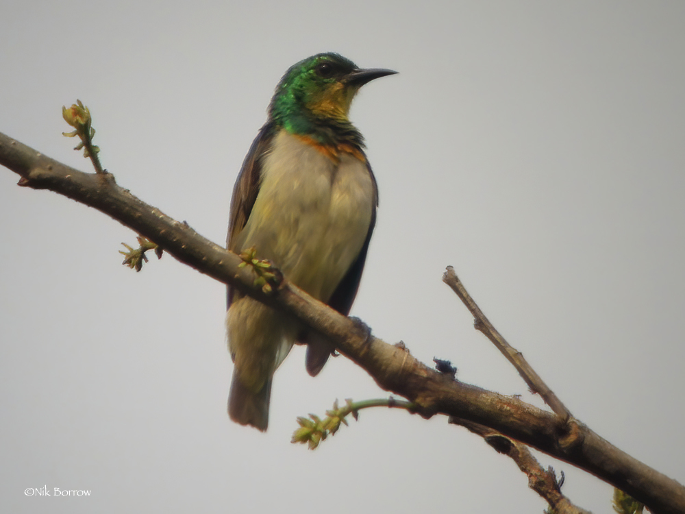 Yellow-chinned Sunbird (Anthreptes rectirostris) photo