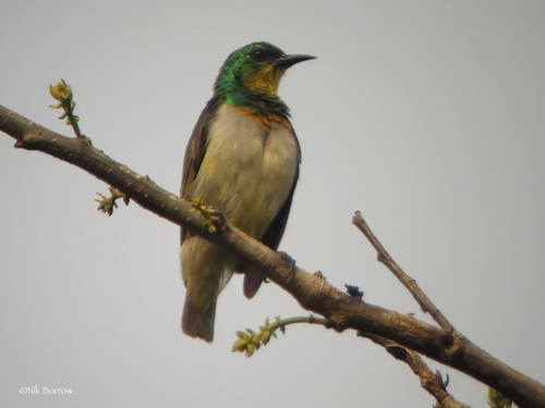 Goudbandhoningzuiger (Anthreptes rectirostris)