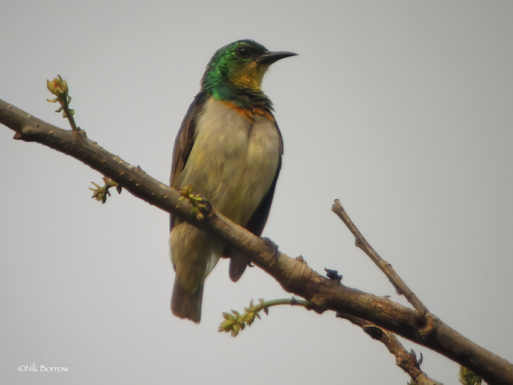 Green Sunbird illustration