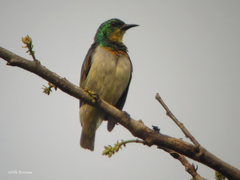 Anthreptes rectirostris rectirostris