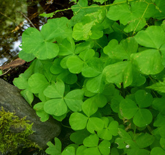 Oxalis