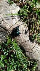 Trypocopris vernalis
