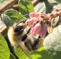 Bombus