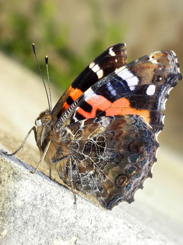 Indian Red Admiral