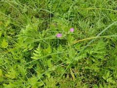 Geranium palustre