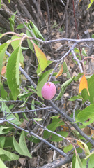 Prunus americana