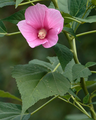 Hibiscus moscheutos