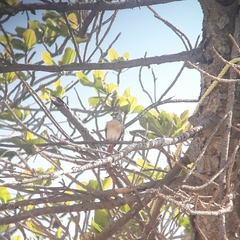 Cardinalis phoeniceus
