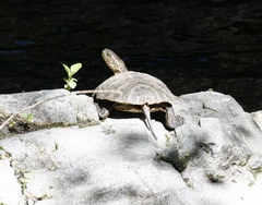 Actinemys marmorata pallida
