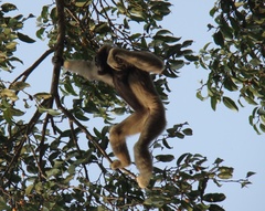 Hylobates pileatus