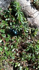 Trypocopris vernalis