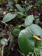 Xanthosoma wendlandii