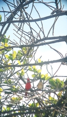 Cardinalis phoeniceus