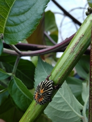 Gymnetis stellata