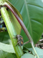 Gymnetis stellata