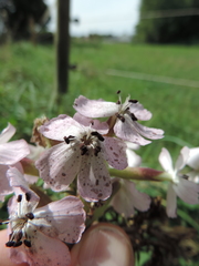 Microbotryum saponariae