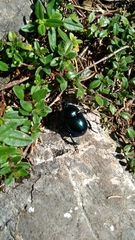 Trypocopris vernalis