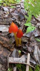 Hygrocybe