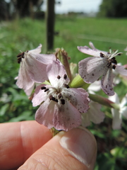 Microbotryum saponariae