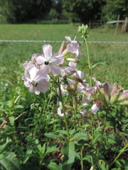 Microbotryum saponariae