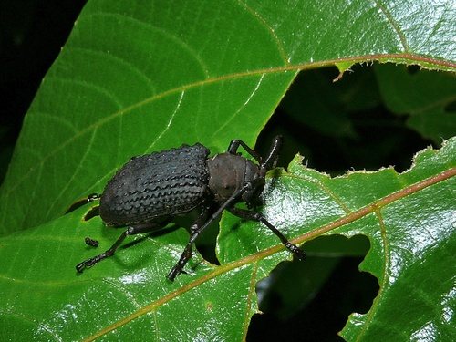 Trachystola granulata