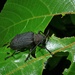 Trachystola granulata - Photo (c) Bernard DUPONT, algunos derechos reservados (CC BY-SA)