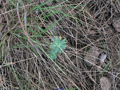 Euphorbia nicaeensis