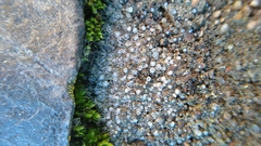 Lecanoromycetes