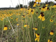 Helenium amarum badium
