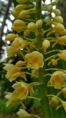 Calanthe pulchra