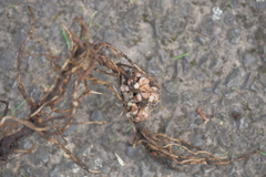 Rhizobium