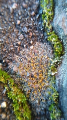 Lecanoromycetes