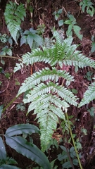 Dryopteris formosana