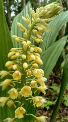 Calanthe pulchra