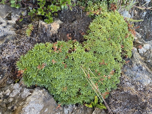 Androsace laevigata, photograph 6