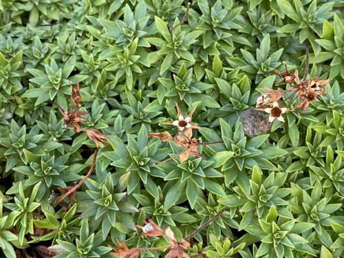 Androsace laevigata, photograph 5