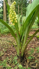 Calanthe pulchra