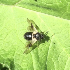 Abia fasciata