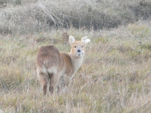 Water Deer