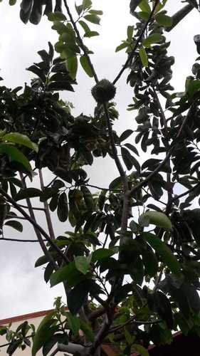 Annona muricata