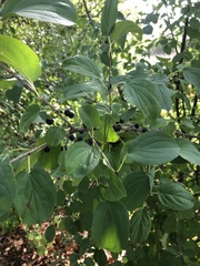 Rhamnus cathartica