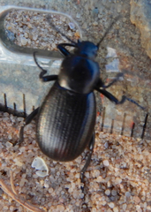 Eleodes carbonaria