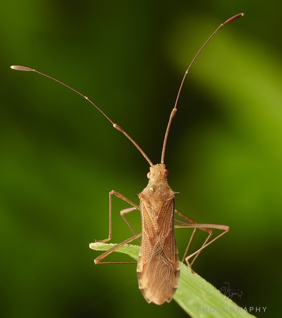 Hydarella orientalis