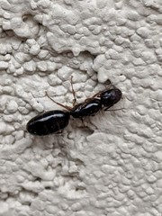 Camponotus yogi