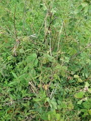 Chamaecrista hispidula