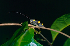Cereopsius elongatus