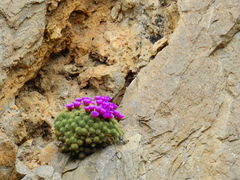 Echinocereus zapalinamensis